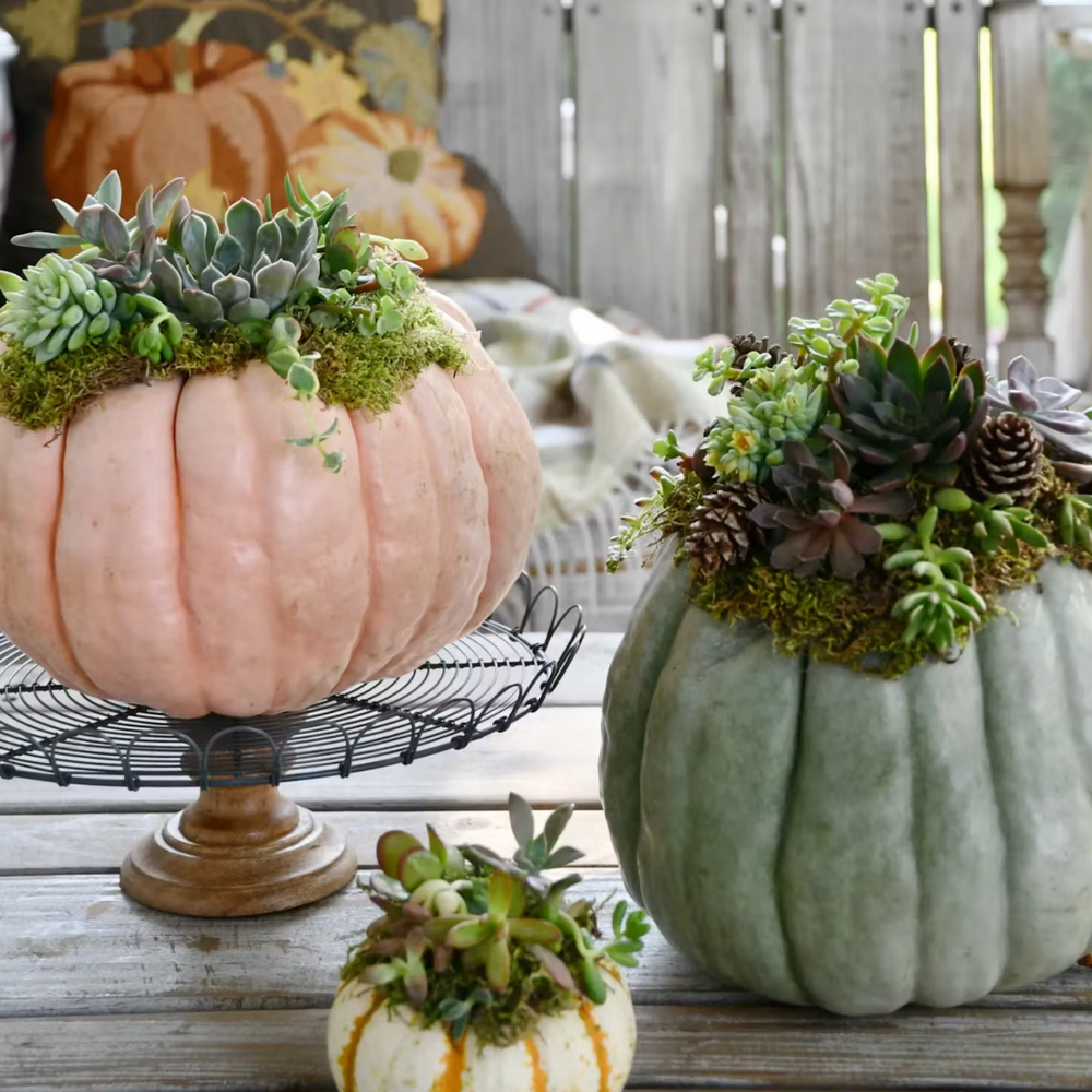 Pumpkin Succulent Centerpieces