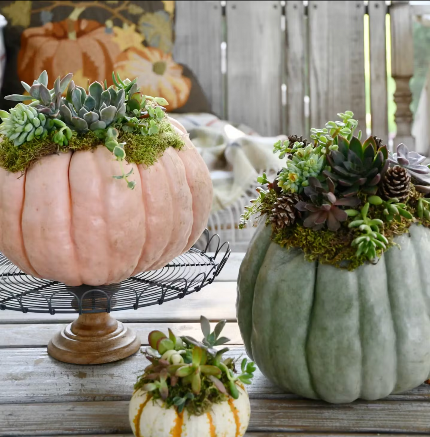 Pumpkin Succulent Centerpieces